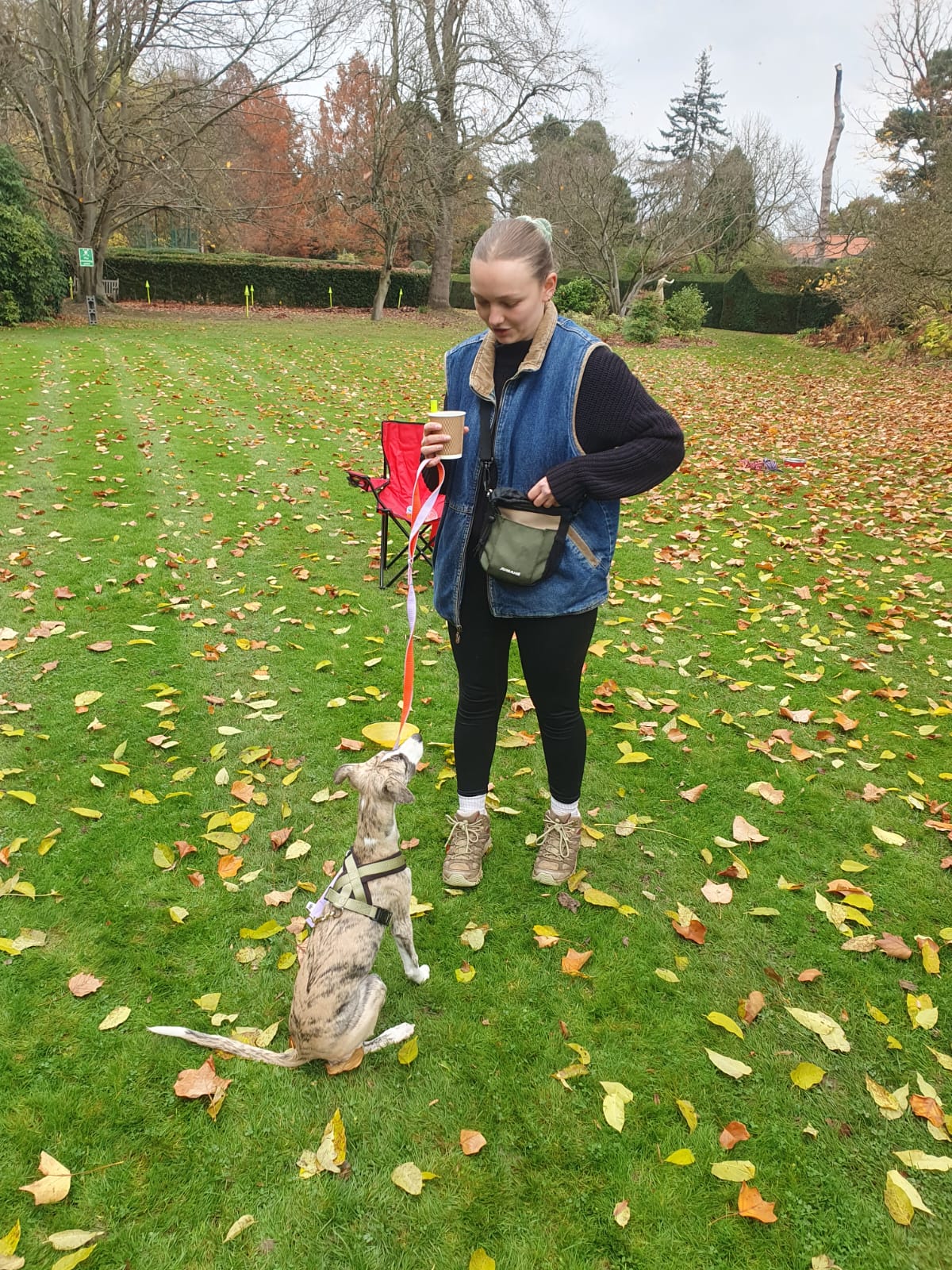 Puppy learning basic commands